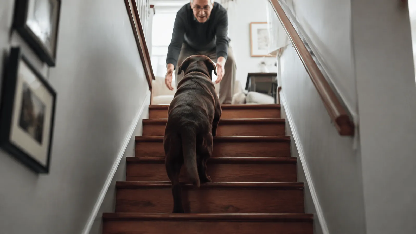 A chocolate lab climbing a flight of stairs on his own, seen from behind