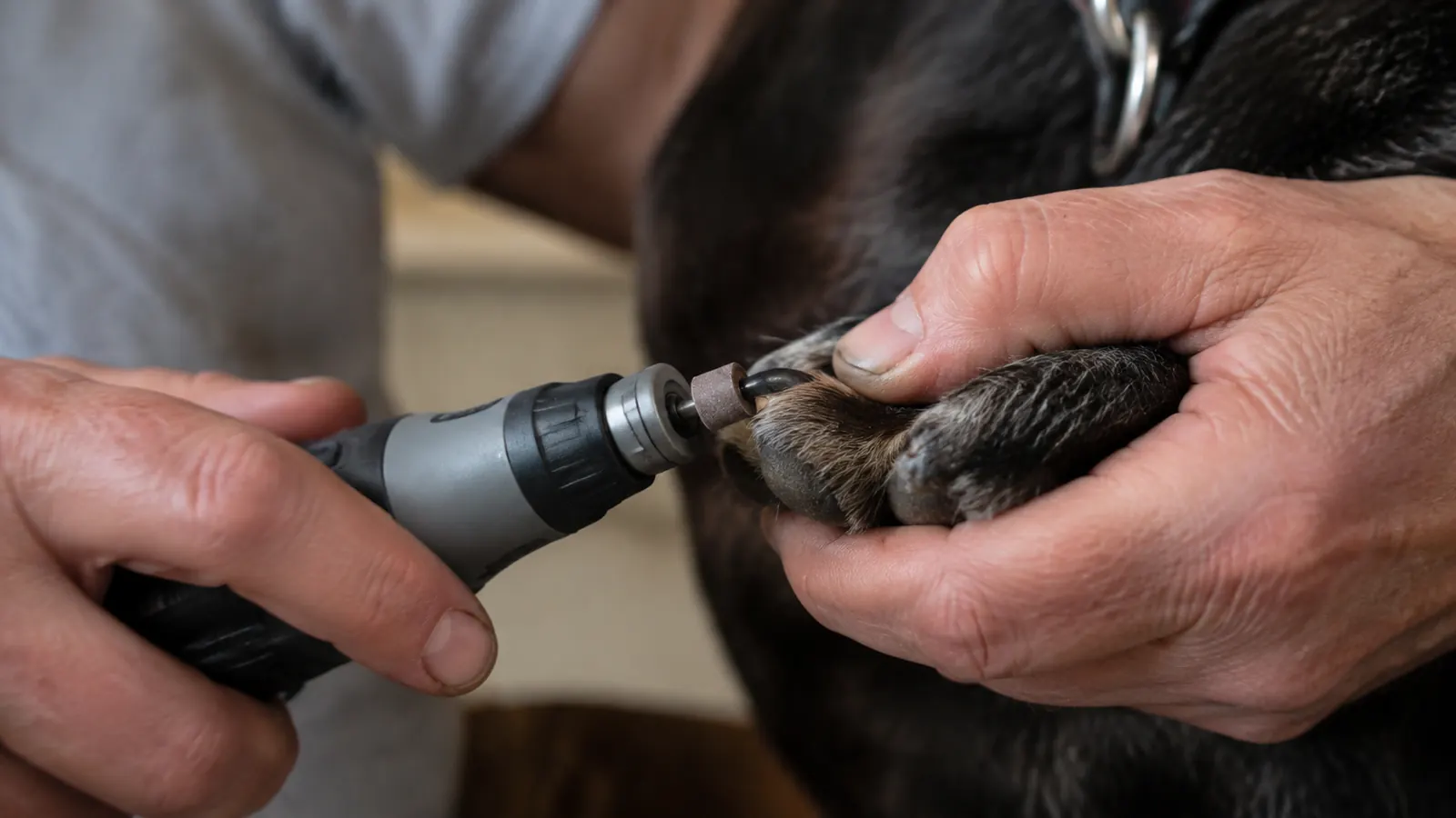 A hand gently holding a dog's dark paw while the nail grinder smooths one claw