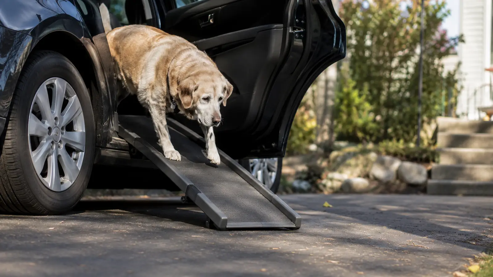 A senior dog walking carefully down a ramp out of a car onto a driveway