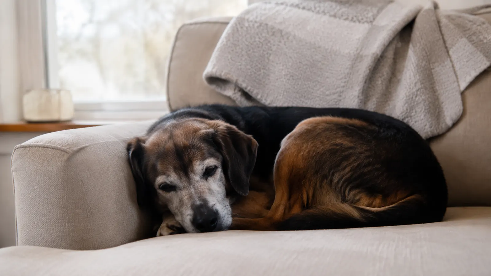 How to Remove Pet Hair From Furniture Without a Vacuum Every Day