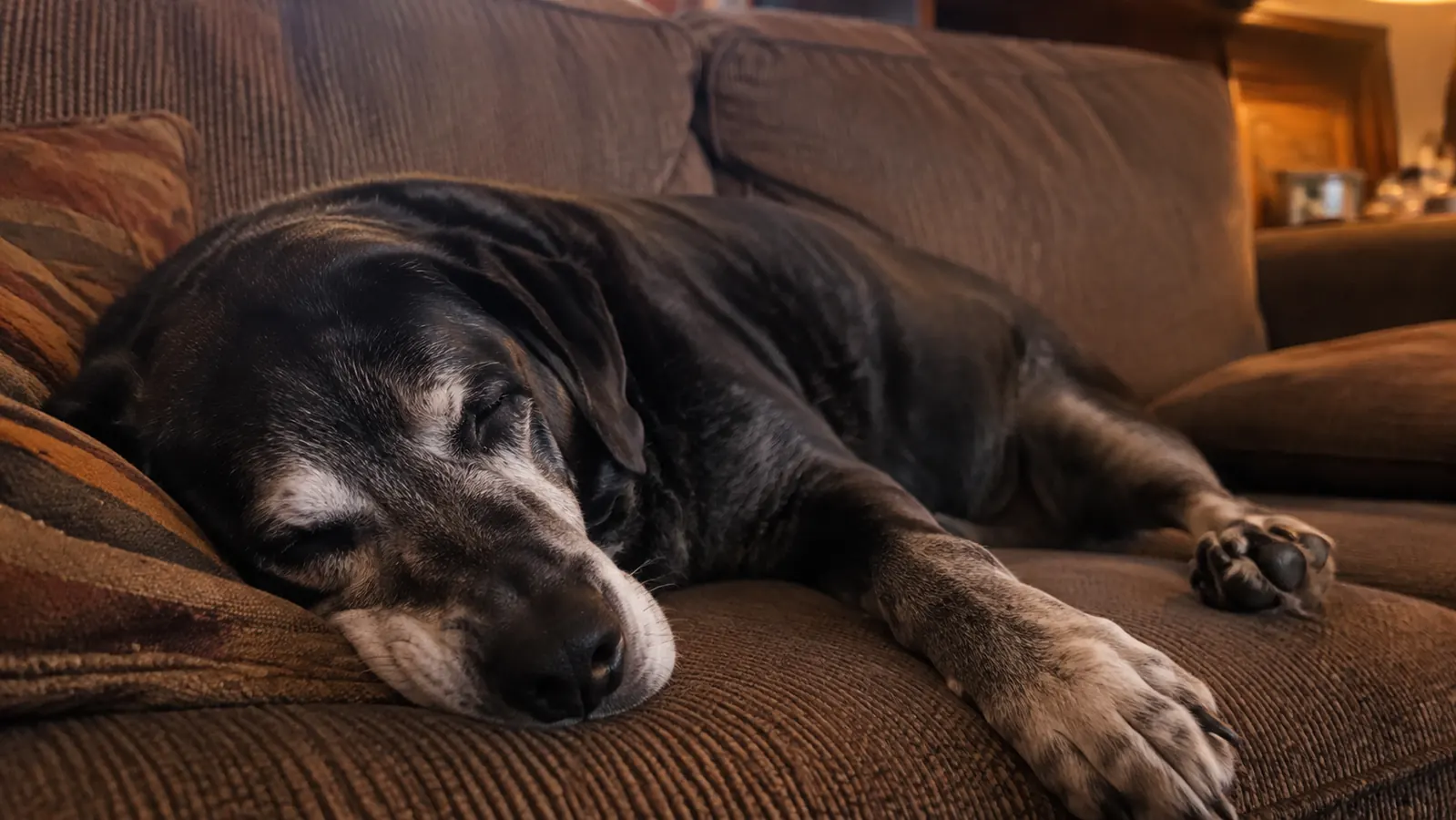 An old dog sprawled asleep on a worn couch in low evening lamplight, clearly unbothered and comfortable